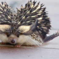 ranglee2