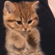 Maximus_yt