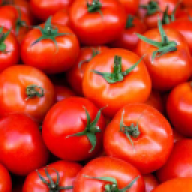 TomatoIsGoood